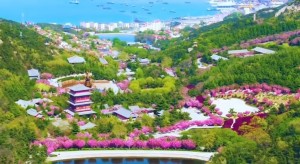 4月20日至5月5日威海赤山景區(qū)邀您共度浪漫櫻花季！