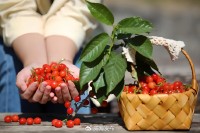 5月18日至6月16日，“櫻桃之約”邀你共赴！